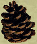 PINECONE