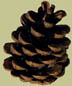 pinecone